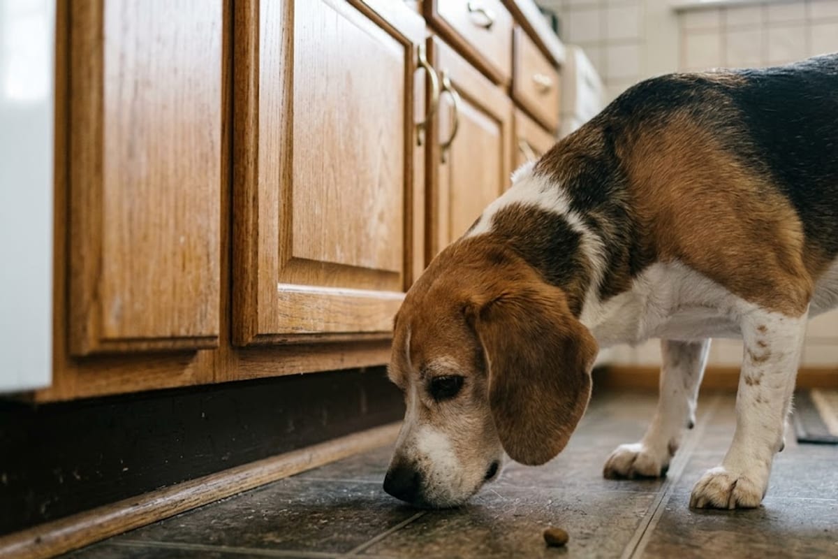 A Beagle with its nose to the kitchen floor searching for dropped food