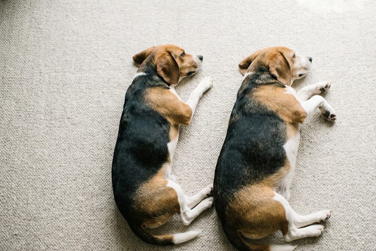 Two Beagles of the same size seen from above, one with a waist and one without