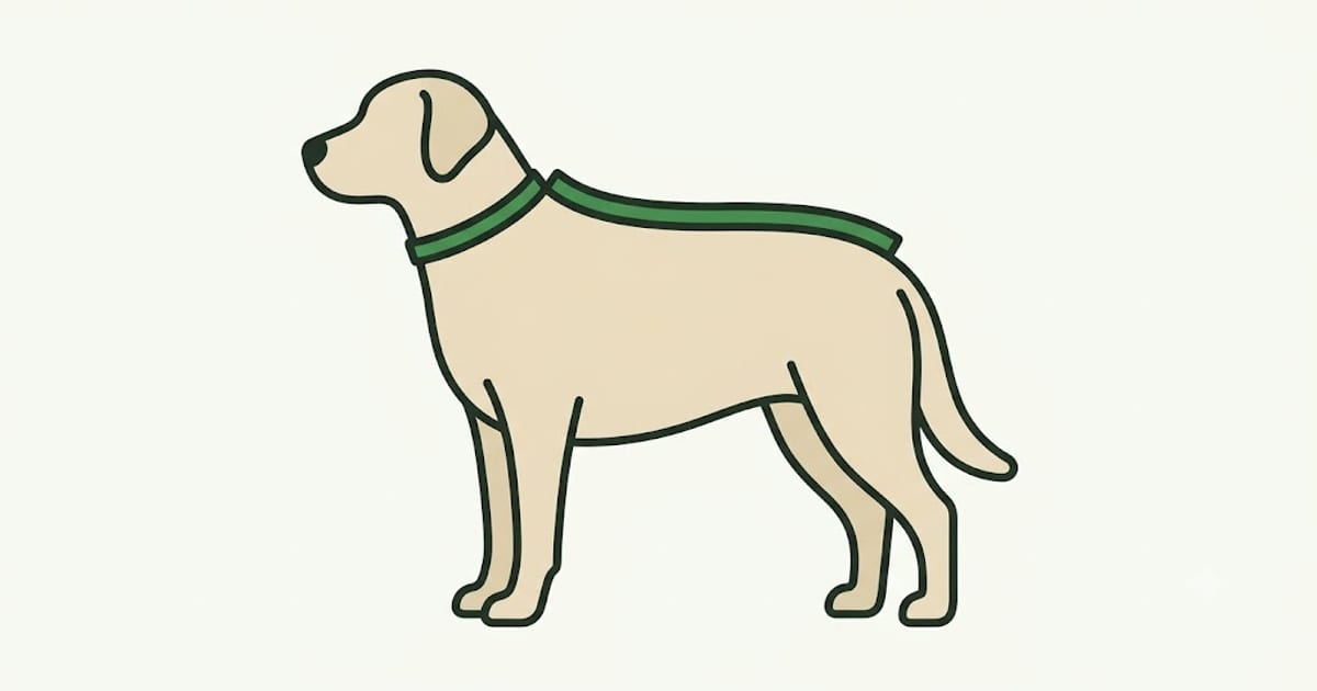 Measuring a dog from the neck to the base of the tail