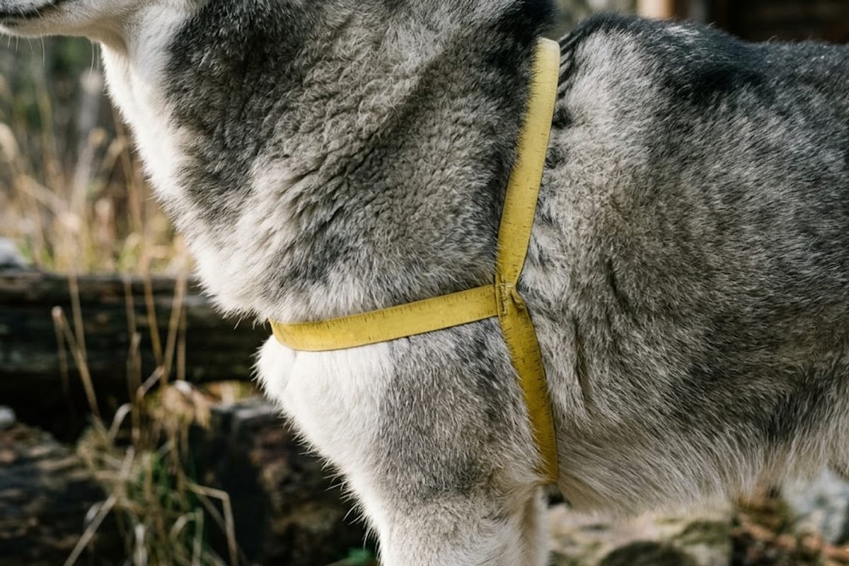 A tape measure pressed down through a husky's thick coat to the skin