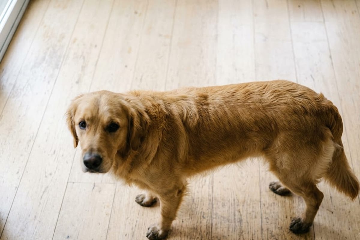 A fit Golden Retriever seen from above with a visible waist behind the ribs