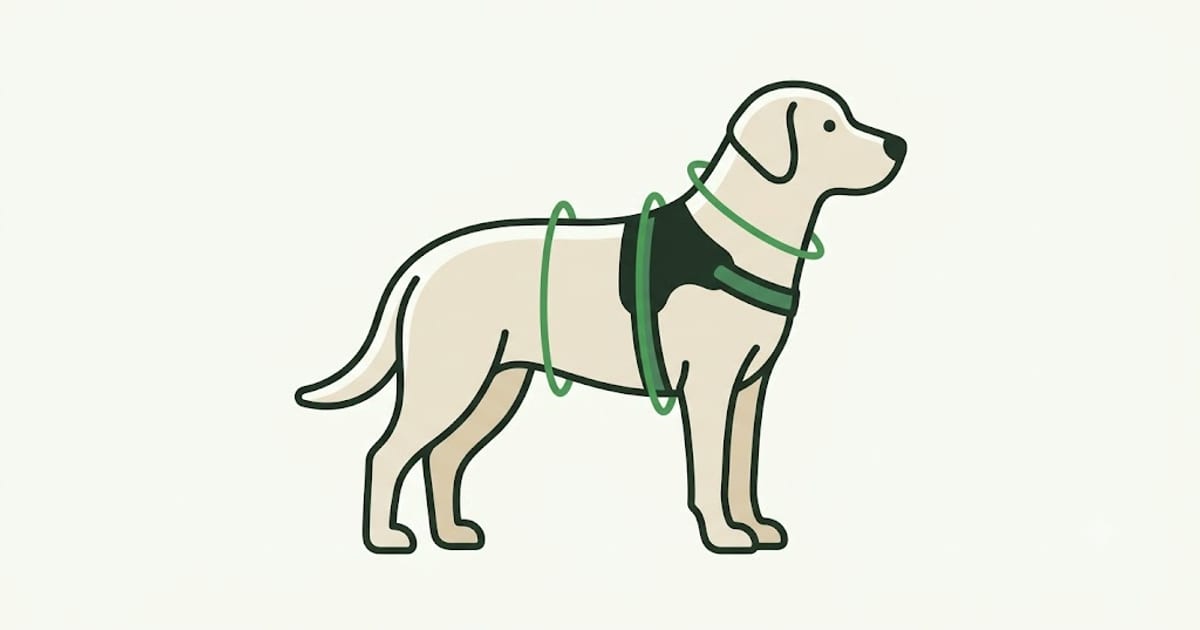 The strap that runs behind the front legs