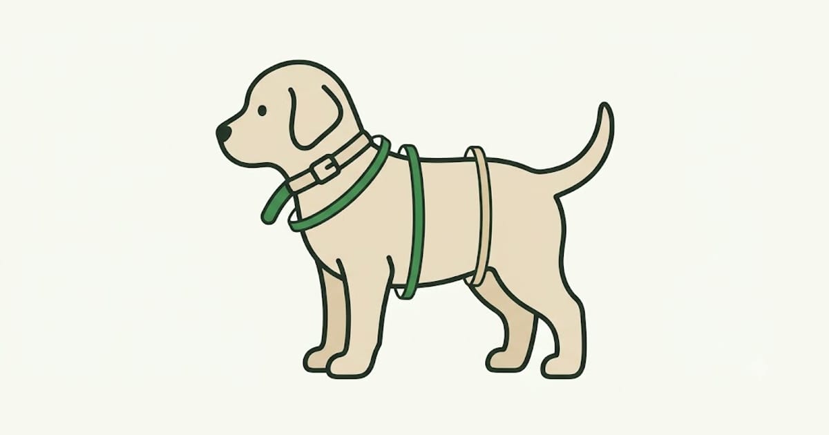 A puppy wearing a collar with room to adjust