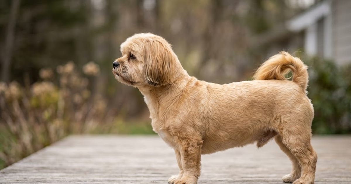 A Lhasa Apso in a short trim standing in profile, showing its long body and short legs
