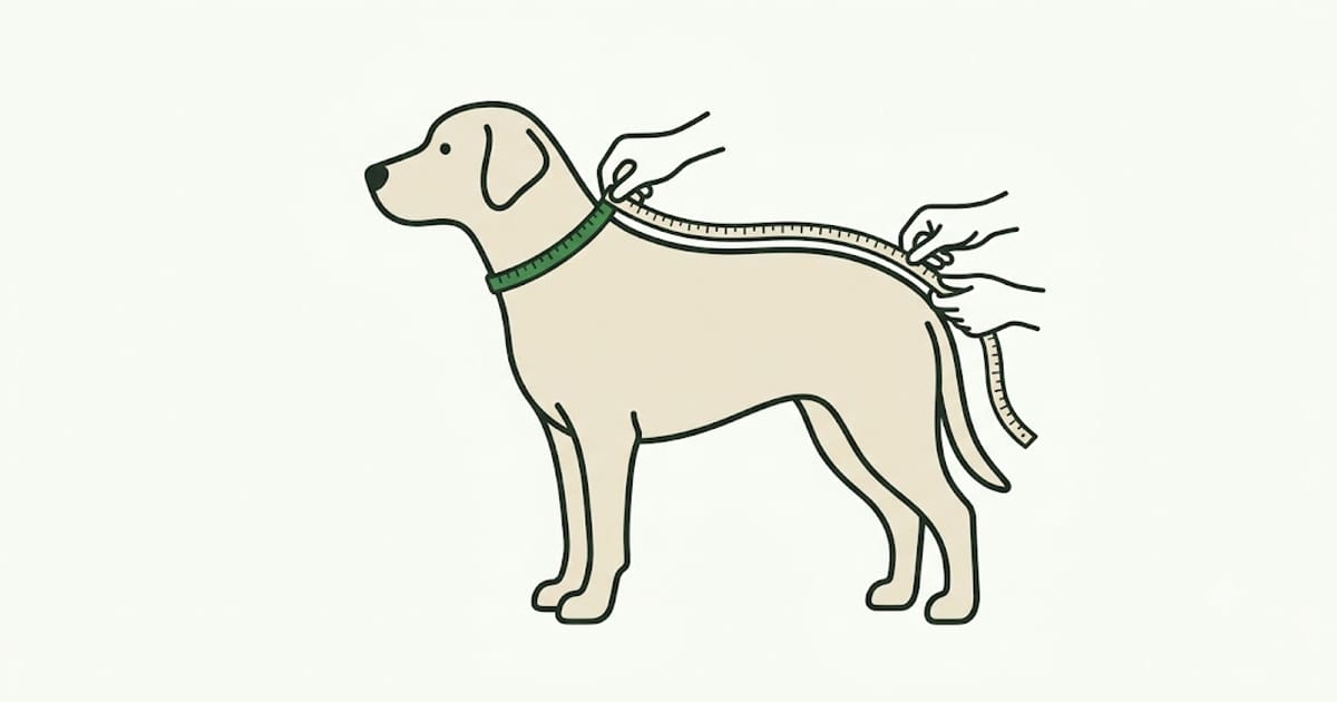 Measuring tape along a dog's back