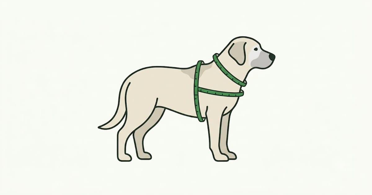 An older dog standing with a grey muzzle