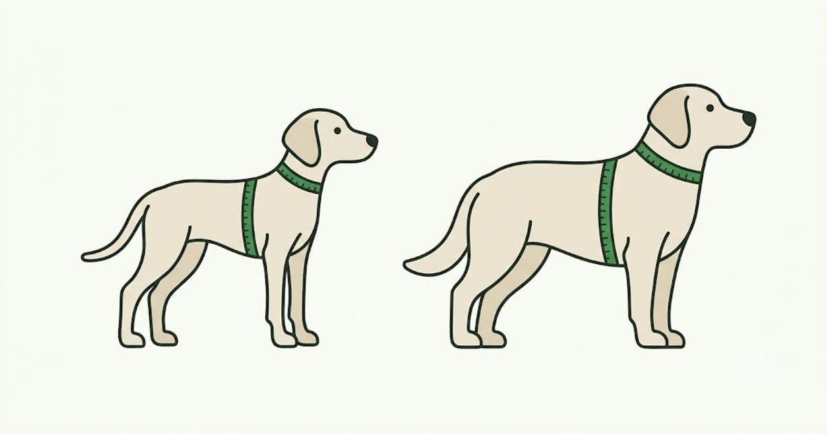A young dog and the same dog grown